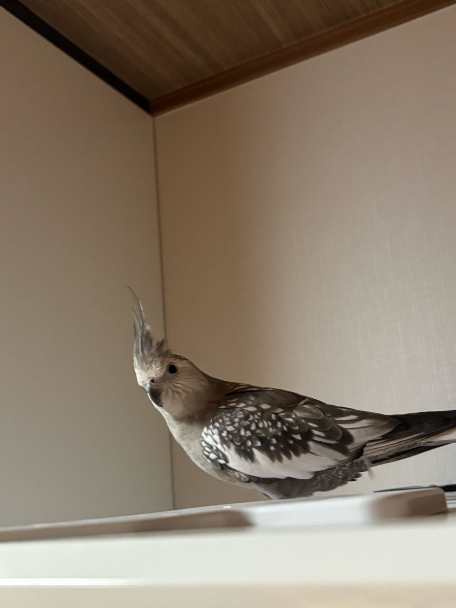 risapiiraa's tweet photo. 【拡散希望・迷子鳥】9/27昼12時頃、
神奈川県相模原市緑区津久井で
オカメインコ「ラーちゃん」が逃げてしまいました。珍しいホワイトフェイスで白〜灰色・ほっぺに色はありません。野鳥観察中などで見かけた方、保護された方は DMをお願いします。#迷子鳥 #オカメインコ #相模原市#神奈川県 https://t.co/XUfWtNNQ20