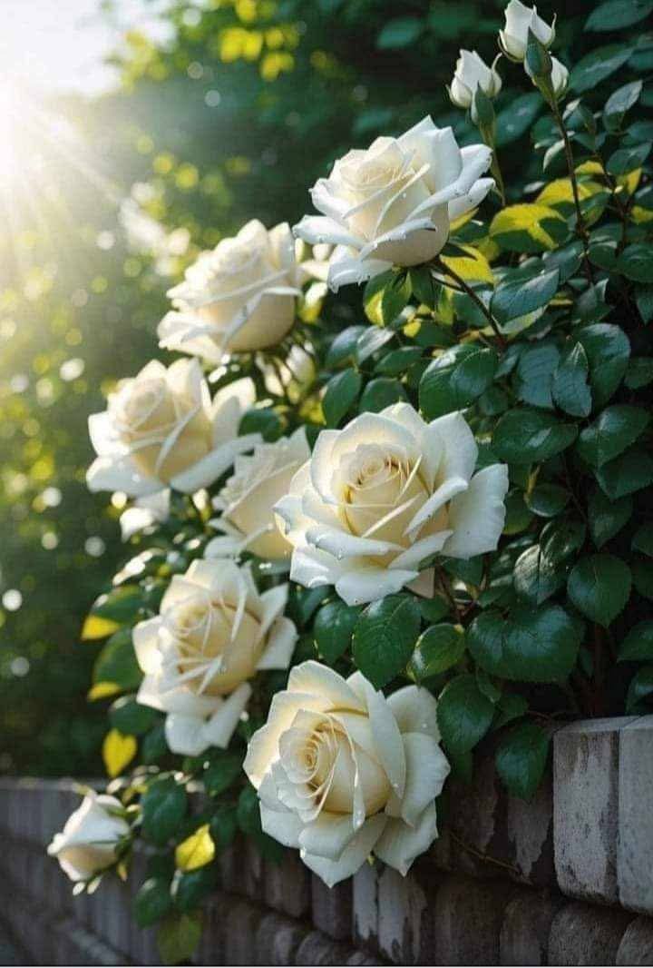 Nattha99128512's tweet photo. Good morning 🌞 have a lovely day https://t.co/ViWsqjJ9Tz