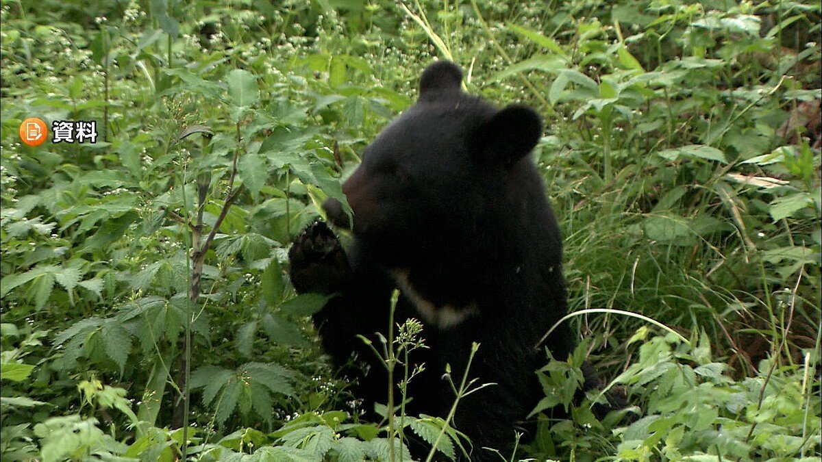 livedoornews's tweet photo. 【警察から連絡】東京・八王子市でツキノワグマがわなにかかる 都内で初めて緊急銃猟
https://t.co/5UfGblo0rP

現場は農地が広がる人の生活圏で、市はマニュアルに沿って、クマに対して「緊急銃猟」を実施したという。八王子市長は、「人的被害を未然防止するために実施した」と説明している。 https://t.co/KpjS48VP6U