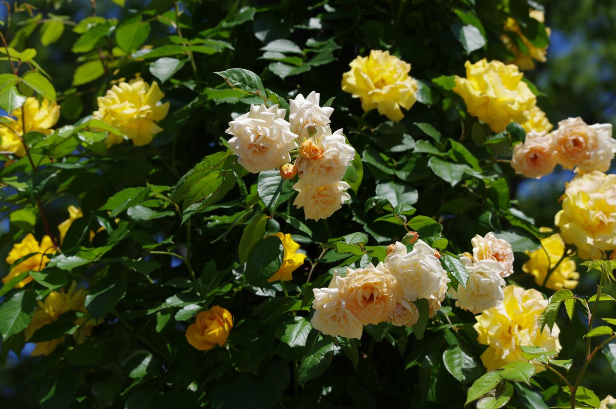 taramopicture's tweet photo. 2026/05/10
東京競馬場
5月は花がたくさん咲いていて綺麗 https://t.co/9AFXPeFxgZ