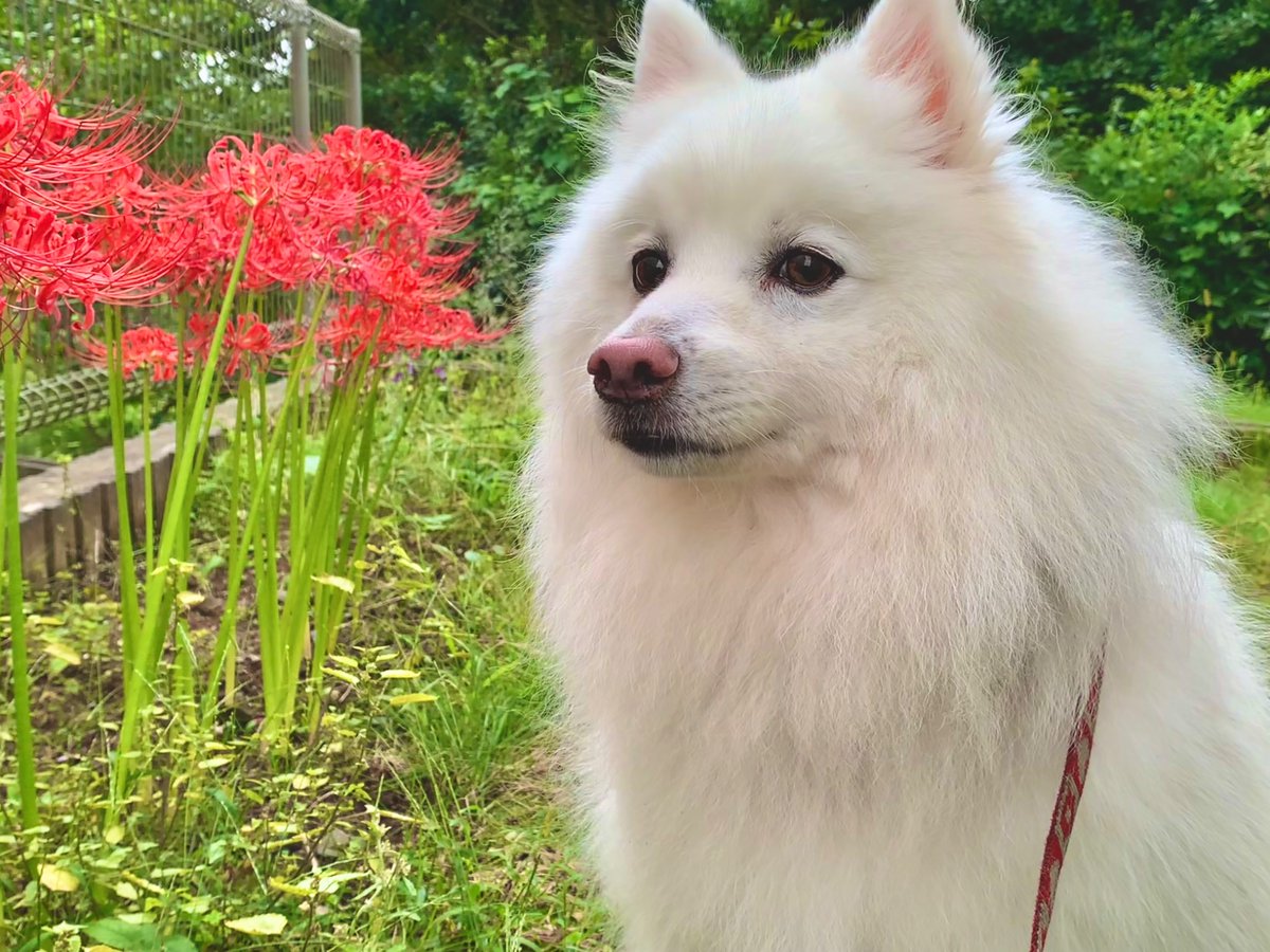 itopre's tweet photo. イッヌと彼岸花

#日本スピッツ
#レオンハルト
#犬 
#犬が会社にいる幸せ 
#犬のいる暮らし 
#犬好きさんと繋がりたい https://t.co/9oas01oAPp