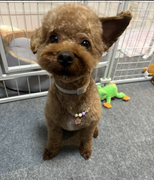satoya_boshu's tweet photo. トイプードル　2歳10ヶ月
推定2歳10ヶ月
♂ 東京都

引っ越しにより飼育を続けることが難しくなったため、大切に育ててくださる新しい飼い主さんを探しています。 https://t.co/ruCGH9BgfV