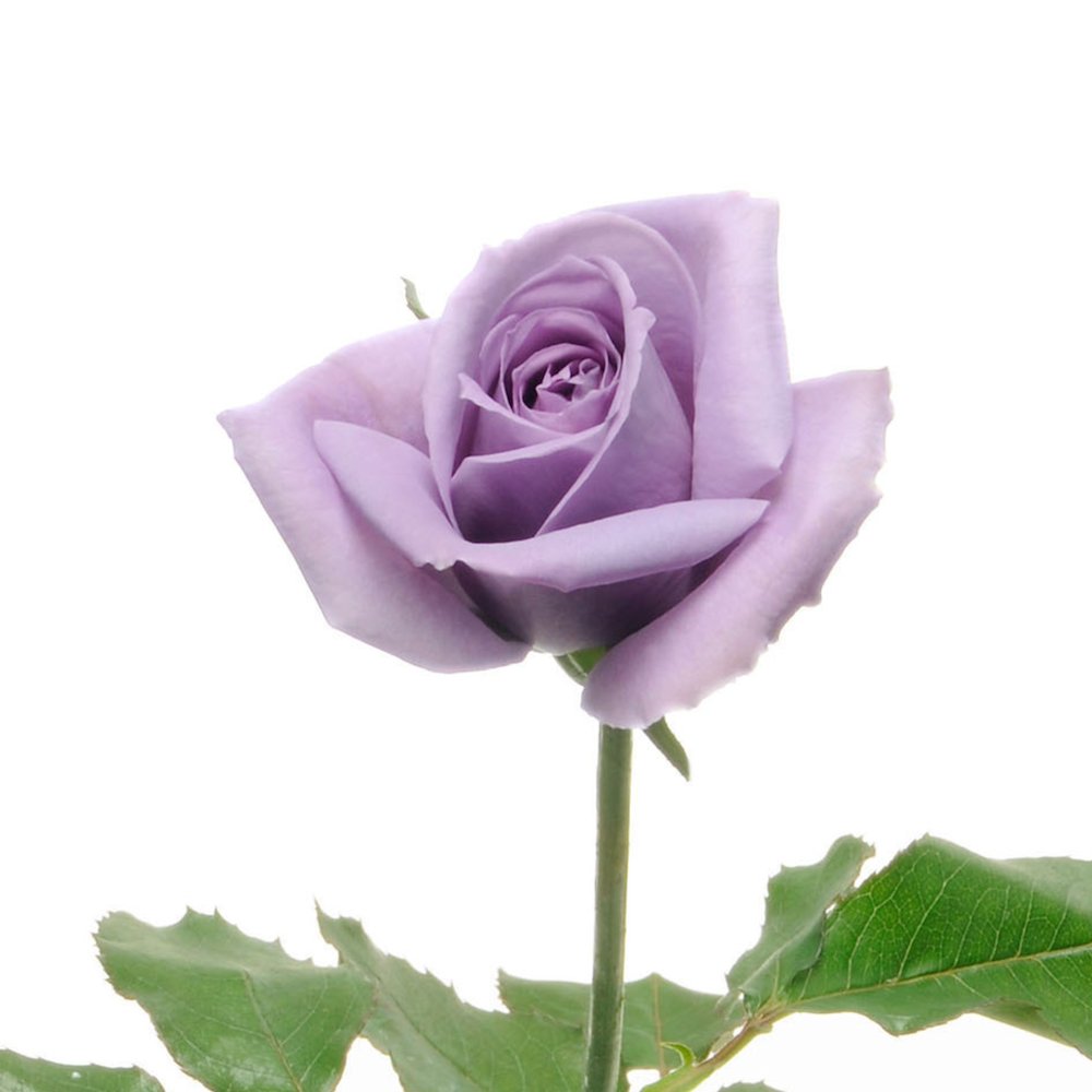 This rose was genetically changed to turn blue

This rose gets its rare blue color from two special molecules working together. the result is a flower unlike or