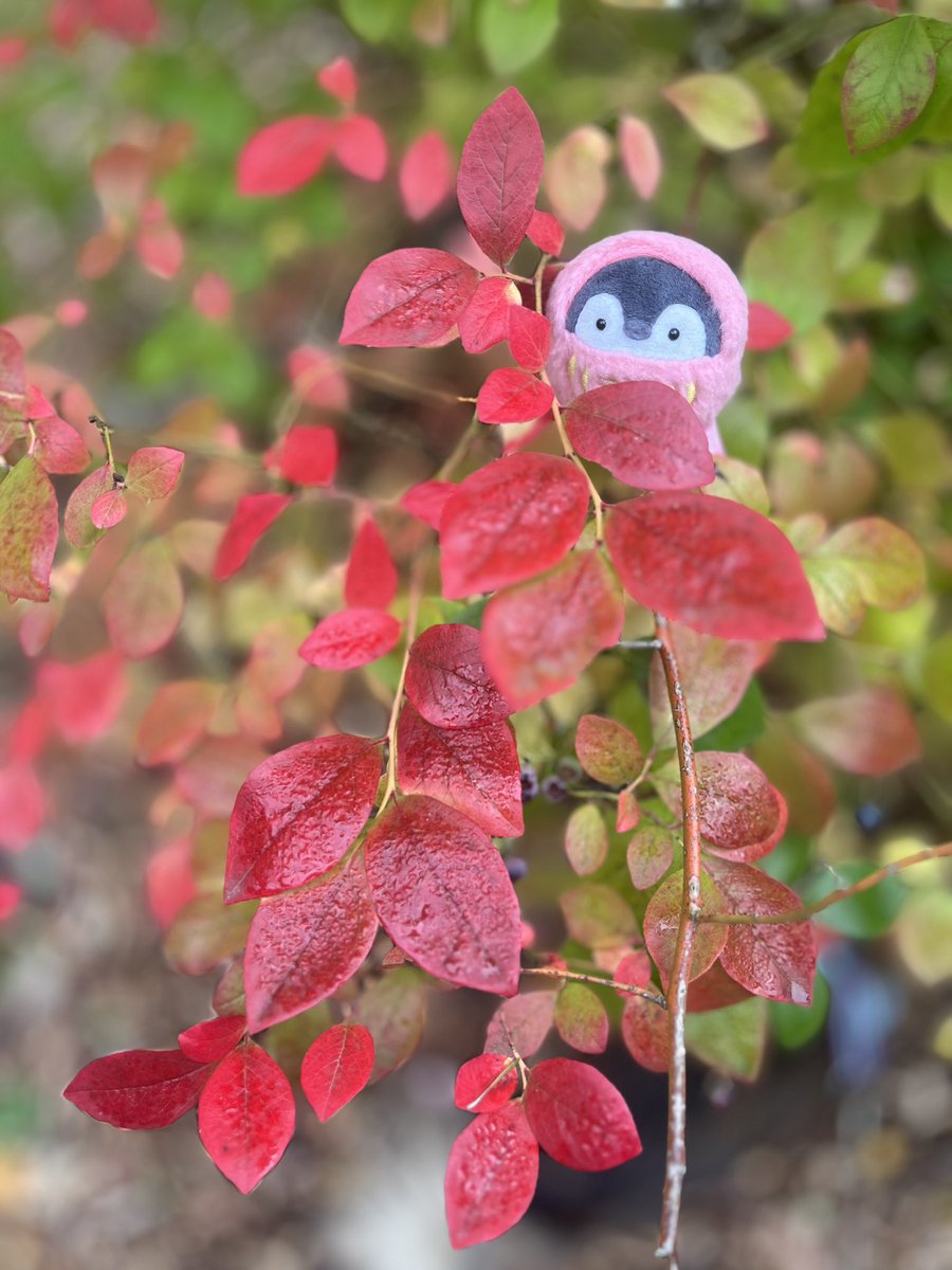 koupenchanusa's tweet photo. ブルーベリーの木、小さな小さな実がまだ少しついていて、それは鳥さんの分だね〜と、紅葉した葉っぱを楽しむコウペンちゃん🍂 https://t.co/WyNYiTSqu6