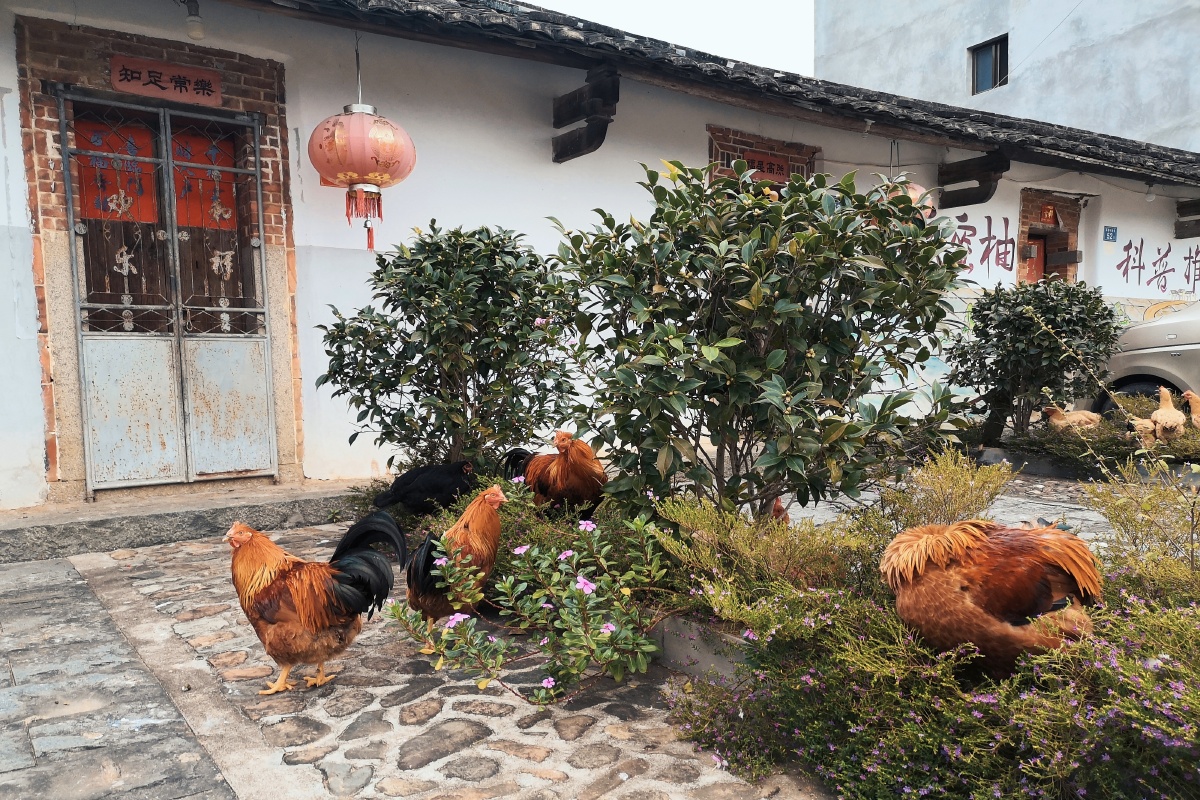 alpho_lari__2ea's tweet photo. The old horse stable (厩) has a rooster (牡) that loves to burn (烧) dry grass, but it’s such a sweet, chaotic little act that makes the yard lively with a fun, nostalgic vibe. https://t.co/wH6joyPFDv