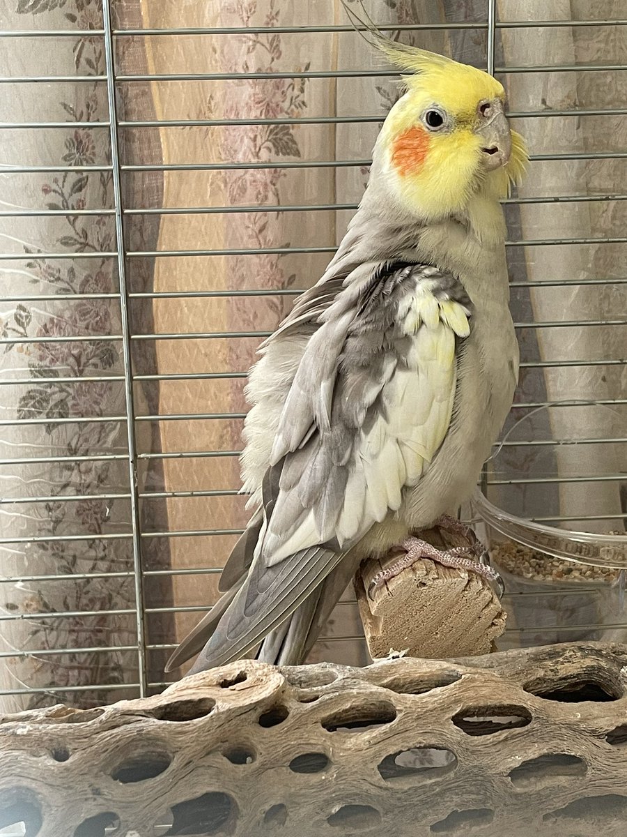 Haru8006Mon's tweet photo. おはようございます☁️
2026/9/29 (火)  
本日のご挨拶担当：もんちゃんです
　🐥：おはよござましゅ

＊＊＊
昨日はぎん爺の病院で往復5時間掛かりました💦
帰りは事故現場の横を通過。小型トラックの横転……運転手さん無事だといいけど🥲
皆さまも事故には十分気を付けて下さいね。
＊＊＊

迷子鳥ちゃん🐥犬ちゃん🐶猫ちゃん🐱迷子ちゃん🐰🐹🐢、今日も一羽(匹)でも多くお家に🏠帰れますように🙏🏻