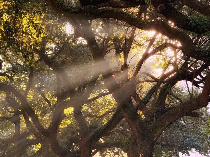 obloodnthorn's tweet photo. "é primavera novamente. a terra é como uma criança que sabe poemas de cor."
no dia 22 de setembro, celebra-se a festa da Nossa Senhora da Primavera https://t.co/2WN6nDYu4c