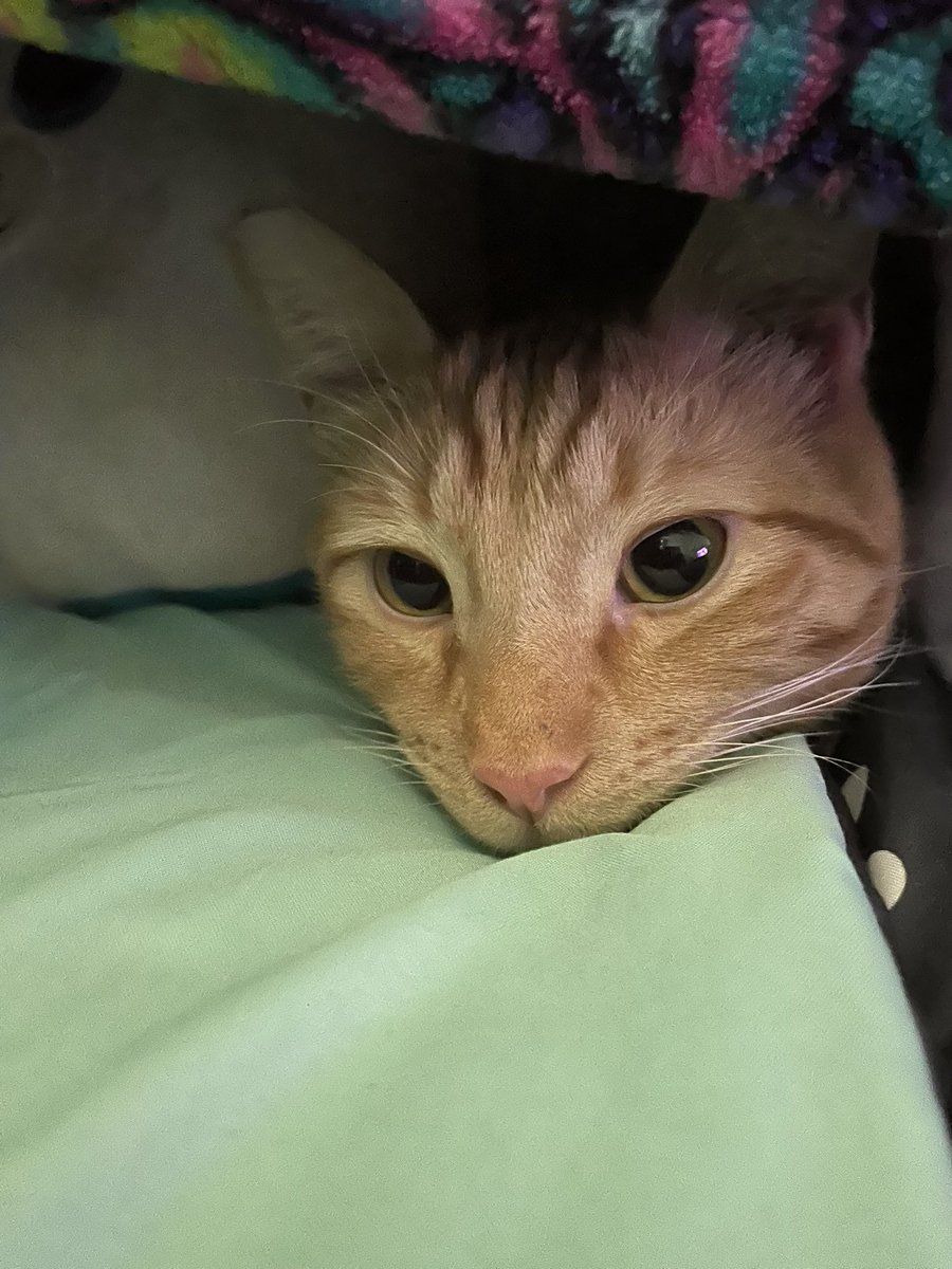 chillwame's tweet photo. 🐈🐱🧡

It’s my babas 5th birthday!!! He’s the only thing keeping me sane in tough times like these and I appreciate him so much.

Please wish him a happy birthday as you scroll ^_^ https://t.co/OTG30CFkHd