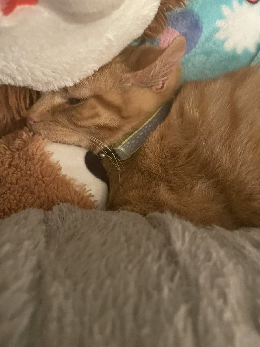 chillwame's tweet photo. 🐈🐱🧡

It’s my babas 5th birthday!!! He’s the only thing keeping me sane in tough times like these and I appreciate him so much.

Please wish him a happy birthday as you scroll ^_^ https://t.co/OTG30CFkHd