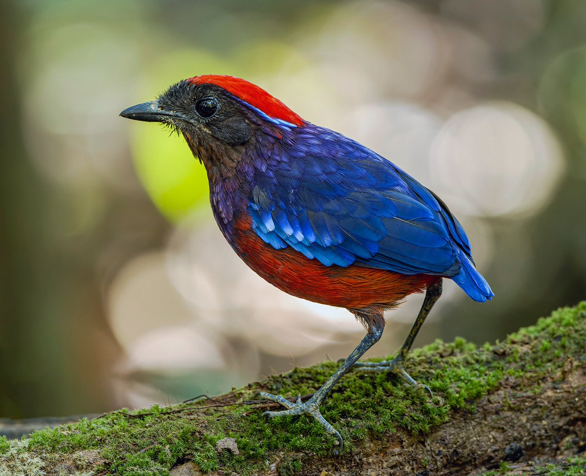 TheBatBotLab's tweet photo. Stealth mode, but make it glamorous🕵️✨: Garnet Pitta (Erythropitta granatina) relies on the dim rainforest understory where vivid colors vanish surprisingly well🌲🔍. Photo: Tan Tc. #Biodiversity #Wildlife #Birds #Birding #WildlifePhotography #NaturePhotography https://t.co/kMhszvXsmI