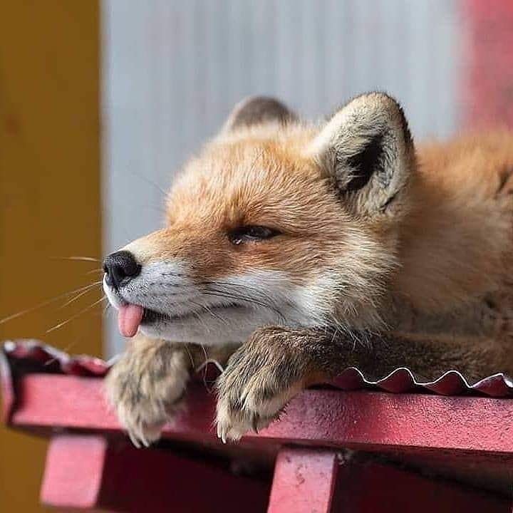 Joey_FS's tweet photo. Life is easy when you are just a fox https://t.co/Rjzp2gdBak