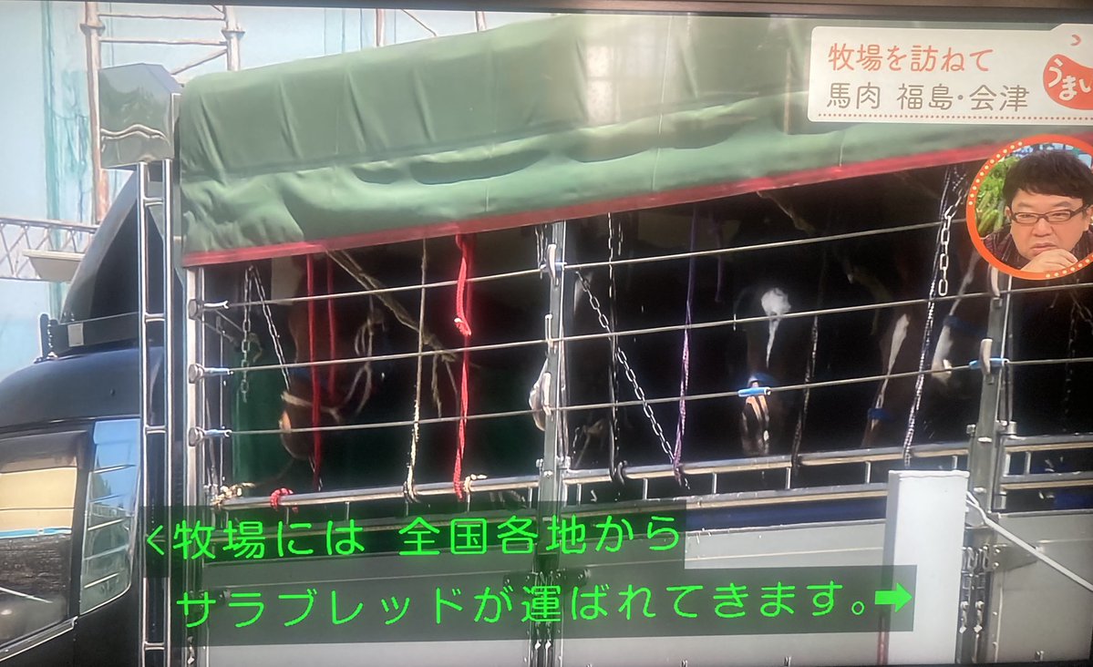 nakoson233902's tweet photo. 先日NHKで放送された福島会津　馬肉文化の番組
未出走や引退したサラブレッドを常時500頭肥育
半年から一年肥育して100キロ程度太らせて自社工場で精肉加工 https://t.co/3tuenlcQEF