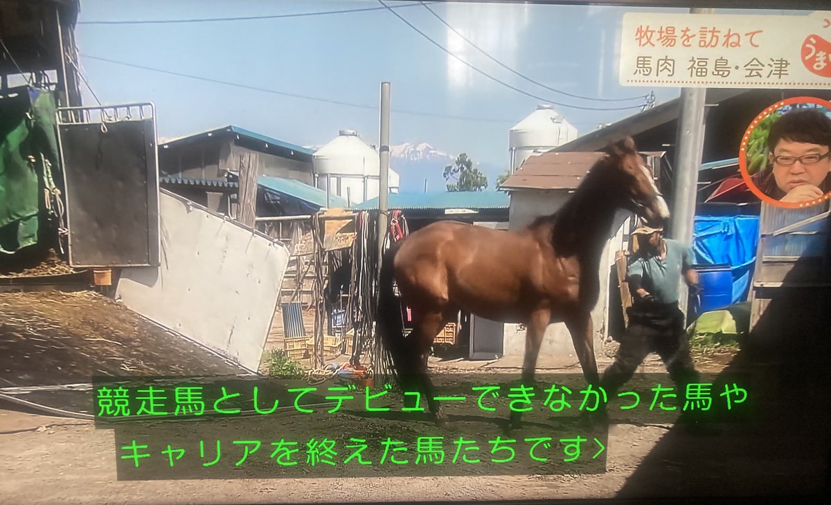 nakoson233902's tweet photo. 先日NHKで放送された福島会津　馬肉文化の番組
未出走や引退したサラブレッドを常時500頭肥育
半年から一年肥育して100キロ程度太らせて自社工場で精肉加工 https://t.co/3tuenlcQEF