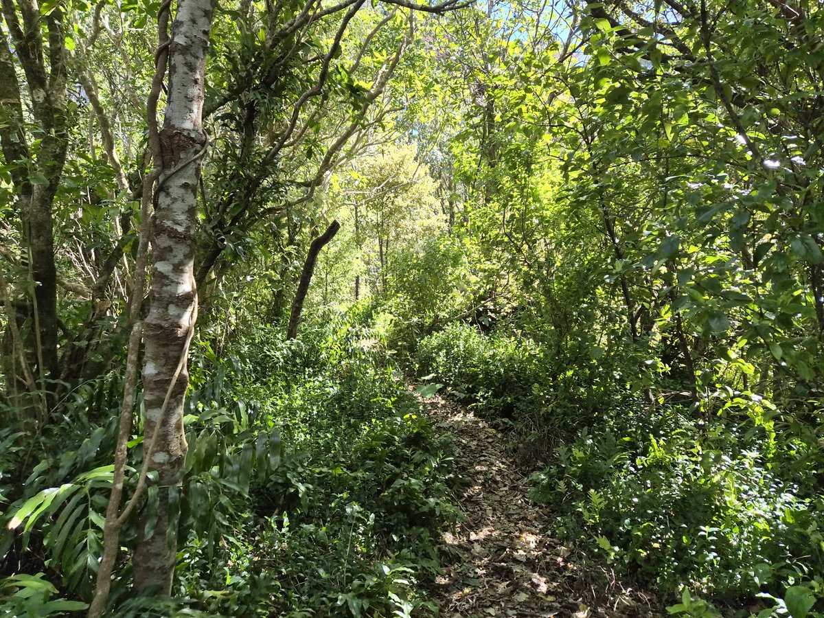 Manukattw's tweet photo. Work from home days are great because I can climb a hill and walk through regenerating forest (and invasive weeds) on my lunch break and, in the morning, wild parrots gallop across the roof. https://t.co/HUgg1kvhbd