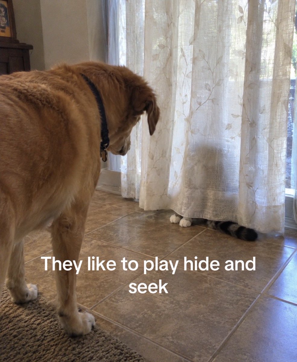 hardcatmemes's tweet photo. https://t.co/F1doRpEQFT