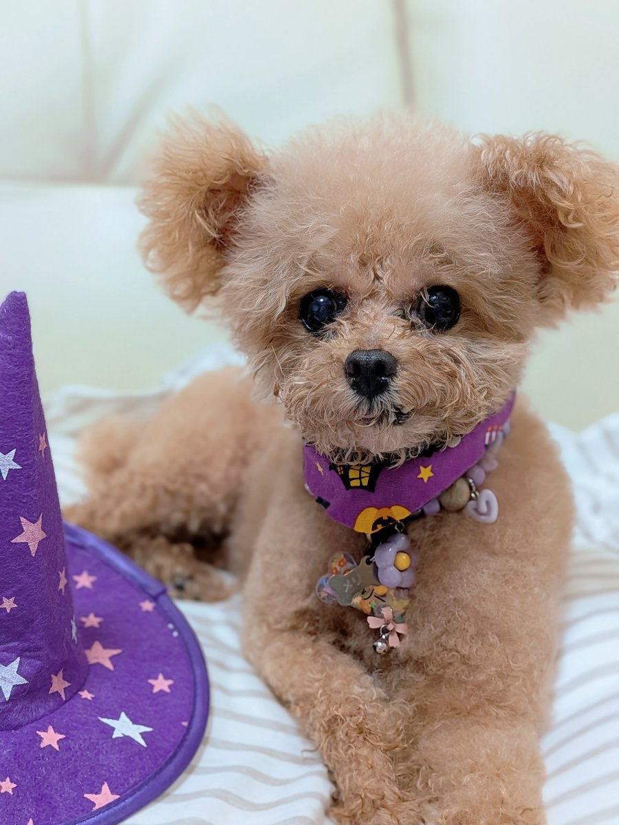 pugsikiy's tweet photo. おうちシャンプー🧴🚿したよー　
まだ乾ききってない💦
みんなハロウィン🎃の練習してるね🐾
あたち🐏もしてみるーー🧙🧹

とむ兄👒との動画はお友達が作ってくれました🐾　
メリーのお耳長くて可愛い☺️
伸びるかなぁ😁
いつもありがとうございます💕
#立ち耳トイプードル
#ハロウィン🎃練習 https://t.co/SRdfUnDeGm