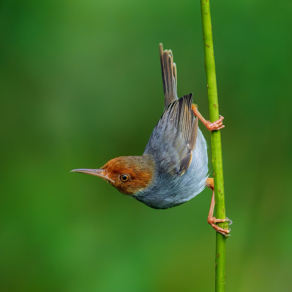 TheBatBotLab's tweet photo. Rainforest acrobatics, no safety harness required🤸🌿: Ashy Tailorbird (Orthotomus ruficeps) navigates stems and leaves with impressive agility🐦🎯. Photo: Tan Tc. #Biodiversity #Wildlife #Birds #Birding #WildlifePhotography #NaturePhotography https://t.co/5LE8oXYORE