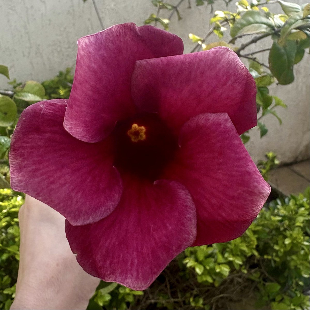 priilnq's tweet photo. 🪻🍃🌺 https://t.co/zo3RuSUCCk