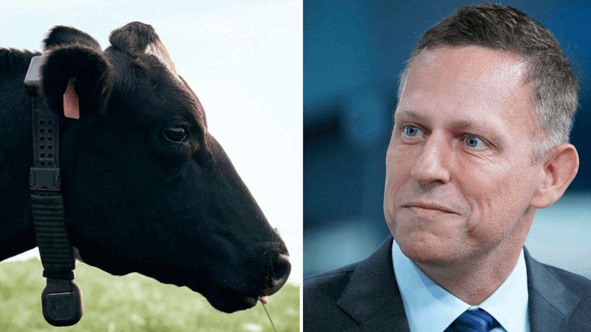 nortonreveno's tweet photo. Recentemente, o bilionário Peter Thiel investiu em uma startup que coloca coleiras inteligentes em vacas.

Parece piada, mas a empresa já vale mais de US$ 2 bilhões.

Funciona assim: o pecuarista desenha uma cerca virtual pelo celular e o GPS da coleira mantém cada animal dentro da área definida. Quando a vaca se aproxima do limite, recebe um sinal sonoro e uma leve vibração indicando para onde deve voltar. Em poucos dias, ela aprende.

Na prática, o pecuarista consegue mover o rebanho inteiro arrastando uma linha na tela. Sem porteiras, quilômetros de arame ou a necessidade de percorrer o campo.

Mas a parte mais valiosa não é a cerca.

Enquanto o gado pasta, o sistema registra cinco leituras por segundo de cada animal, acompanhando movimento, comportamento e condição física.

Com esses dados, a IA consegue identificar sinais de doenças, período fértil e até prever partos antes que isso seja percebido por alguém no campo.

O nome da IA é Cowgorithm. Ela foi treinada com mais de 7 bilhões de horas de comportamento real de vacas.

Para um leigo, o modelo de negócios parece ser apenas as coleiras. Mas, na realidade, são os dados.

Hoje, mais de 1 milhão de animais usam a tecnologia, por um custo de cerca de US$ 5 a US$ 8 por vaca por mês.

O Brasil tem um dos maiores rebanhos bovinos do mundo, com mais de 200 milhões de cabeças, e boa parte do setor ainda opera com métodos tradicionais.

É uma tecnologia com espaço enorme para crescer por aqui!