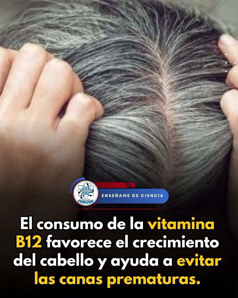 EnsedeCiencia's tweet photo. Las canas aparecen debido al estrés oxidativo, el cual se genera por factores como la radiación ultravioleta del Sol y el envejecimiento natural. Mismos que ralentizan el metabolismo celular. https://t.co/h3spDy6JQv