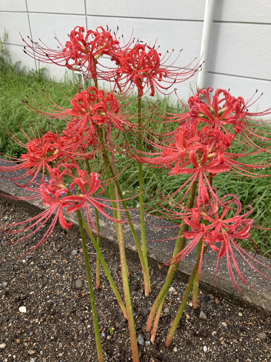 CORALFUKUROU's tweet photo. こんにちは！
職員かずぷぅです
帰り道で彼岸花を発見!!赤い花のイメージがあり、白い彼岸花を見たのは初めて
とてもきれいです！
別名曼珠沙華とも呼ばれています
大好きな季節  秋本番です‼️😄
#就労継続支援B型　＃ヒガンバナ https://t.co/MdTIhSBXN3