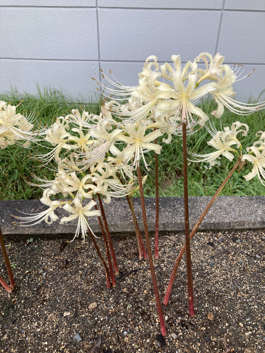 CORALFUKUROU's tweet photo. こんにちは！
職員かずぷぅです
帰り道で彼岸花を発見!!赤い花のイメージがあり、白い彼岸花を見たのは初めて
とてもきれいです！
別名曼珠沙華とも呼ばれています
大好きな季節  秋本番です‼️😄
#就労継続支援B型　＃ヒガンバナ https://t.co/MdTIhSBXN3