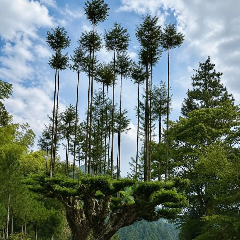 AMAZlNGNATURE's tweet photo. A single tree can grow into something incredible

A single cedar can produce many straight shoots that grow upward like a small forest. the technique has been used around kyoto for centuries https://t.co/JFFKrv7dND