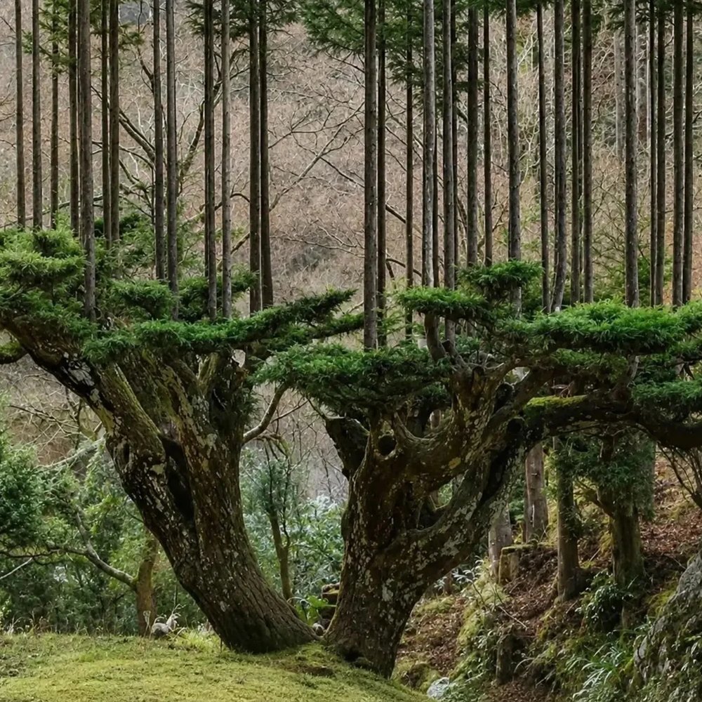 A single tree can grow into something incredible

A single cedar can produce many straight shoots that grow upward like a small forest. the technique has been u