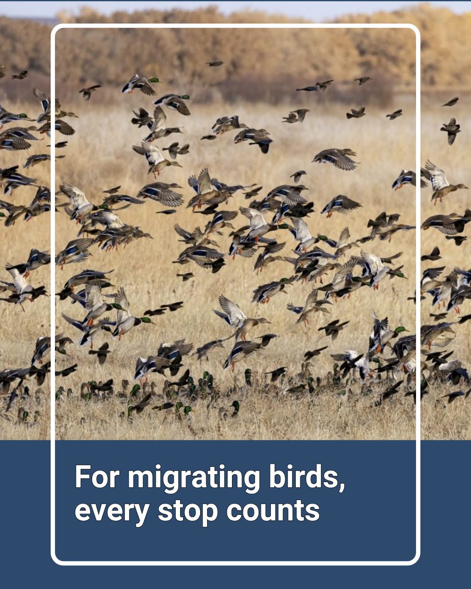 EPLocalNews's tweet photo. Hundreds of millions of birds travel the Mississippi Flyway each fall, relying on wetlands, forests and other stopover habitat to survive the journey.
Written and photo by Stan Tekiela
https://t.co/uU688b5nC2
#eplocalnews #epln #edenprairie https://t.co/PHUR2gJyiR