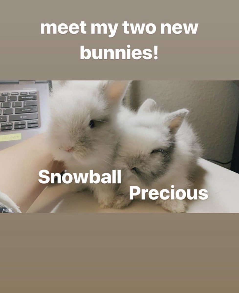 liuputmehere's tweet photo. The bunnies Alysa had😭😭😭 https://t.co/WOYbMCz0nv