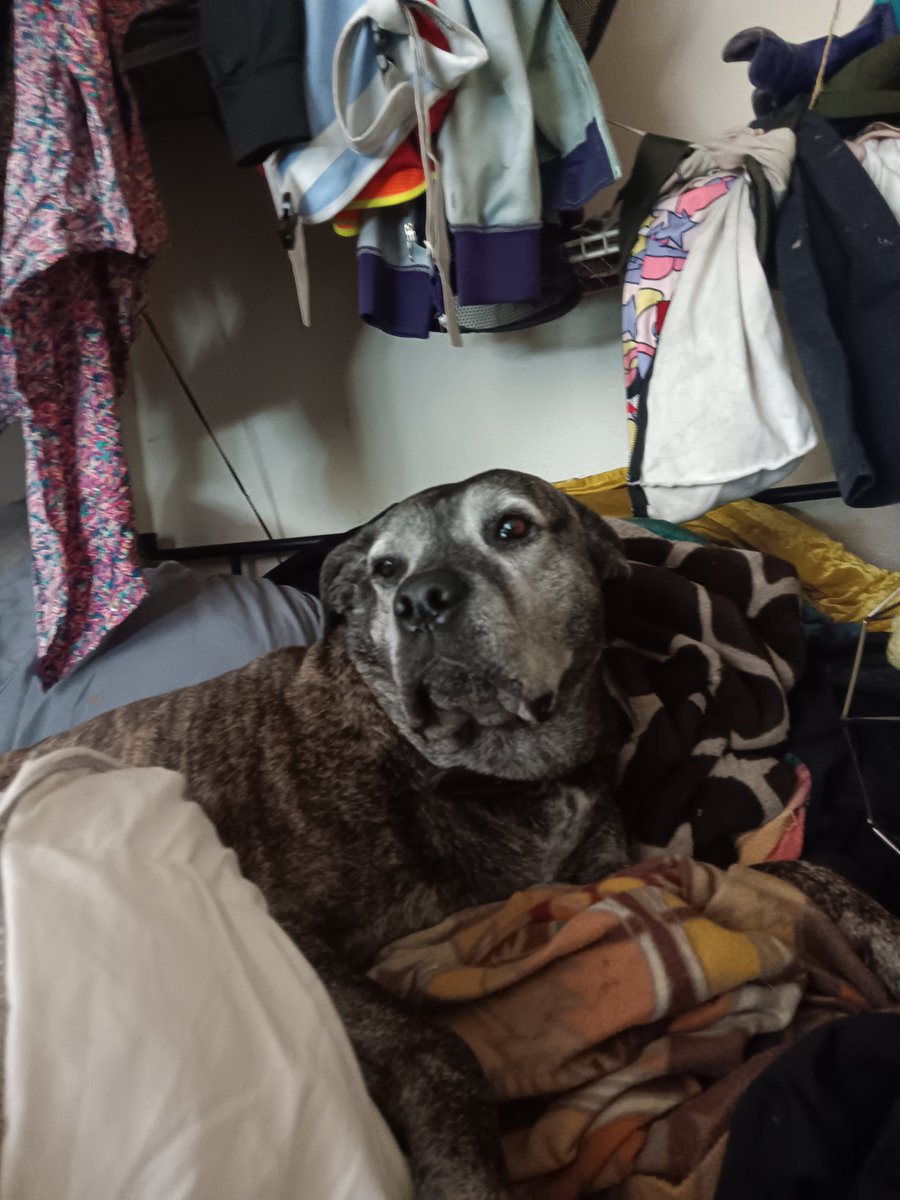 Scramfran007's tweet photo. @Xaviancrypto 1500 to buy a car to live in with my dog https://t.co/II1A7bWY9F