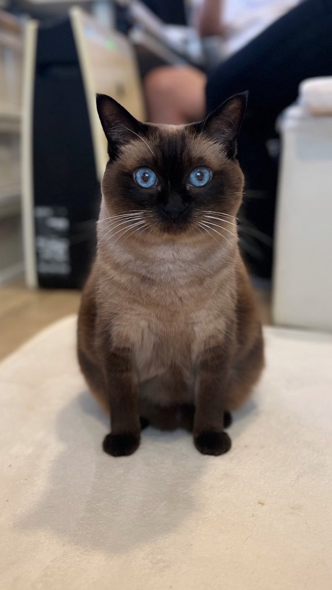 222_barleytea's tweet photo. 最近のぬっこ

#猫 #ネコ #子猫 #猫のいる生活 #猫のいる暮らし #ハチワレ #おもち #おもちさん #もちまる #もちまる日記 #猫好きさんと繋がりたい #猫好きな人と繋がりたい https://t.co/4UpMXbQGIi
