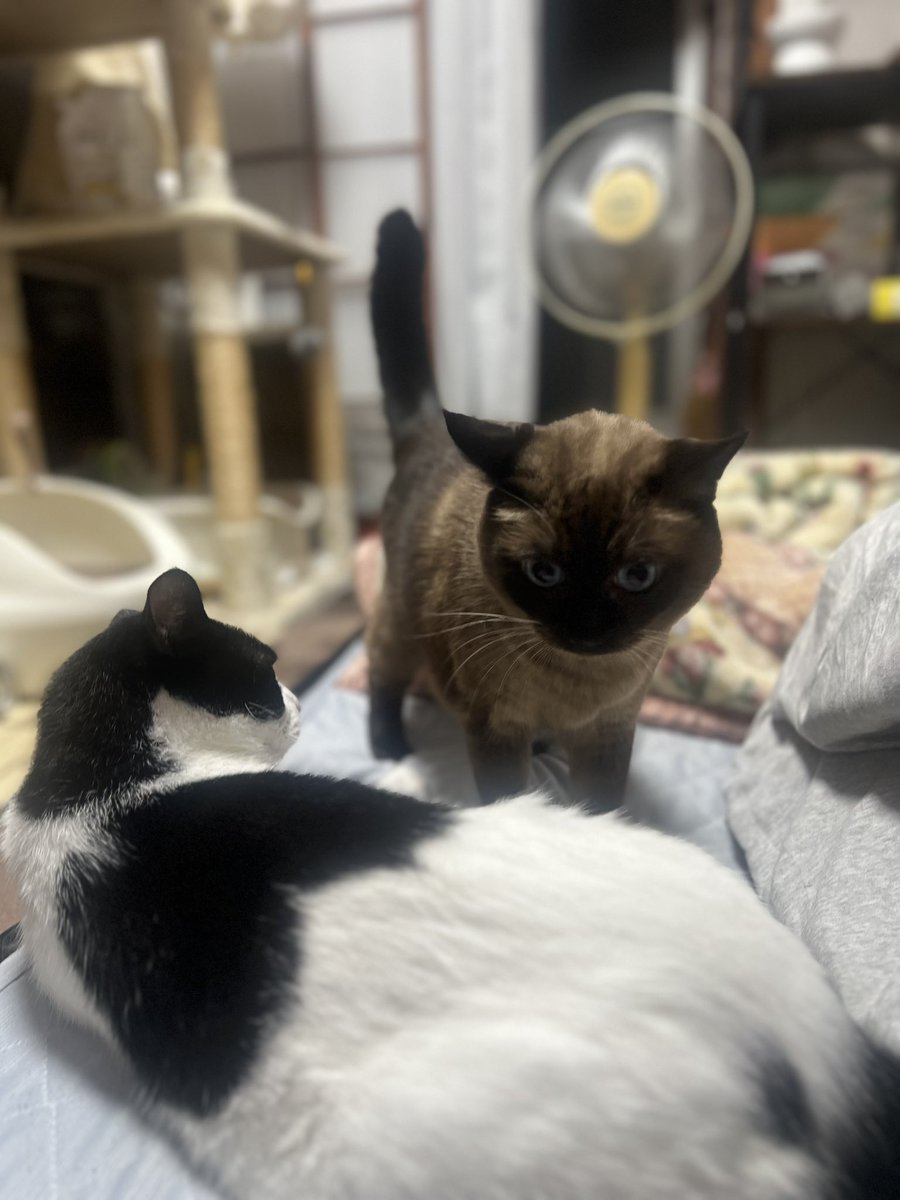 222_barleytea's tweet photo. 最近のぬっこ

#猫 #ネコ #子猫 #猫のいる生活 #猫のいる暮らし #ハチワレ #おもち #おもちさん #もちまる #もちまる日記 #猫好きさんと繋がりたい #猫好きな人と繋がりたい https://t.co/4UpMXbQGIi