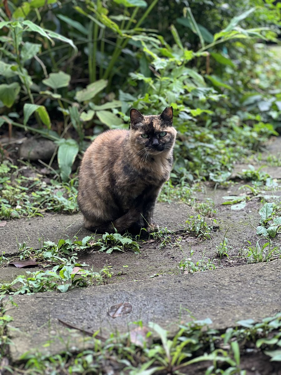 222_barleytea's tweet photo. 最近のぬっこ

#猫 #ネコ #子猫 #猫のいる生活 #猫のいる暮らし #ハチワレ #おもち #おもちさん #もちまる #もちまる日記 #猫好きさんと繋がりたい #猫好きな人と繋がりたい https://t.co/4UpMXbQGIi