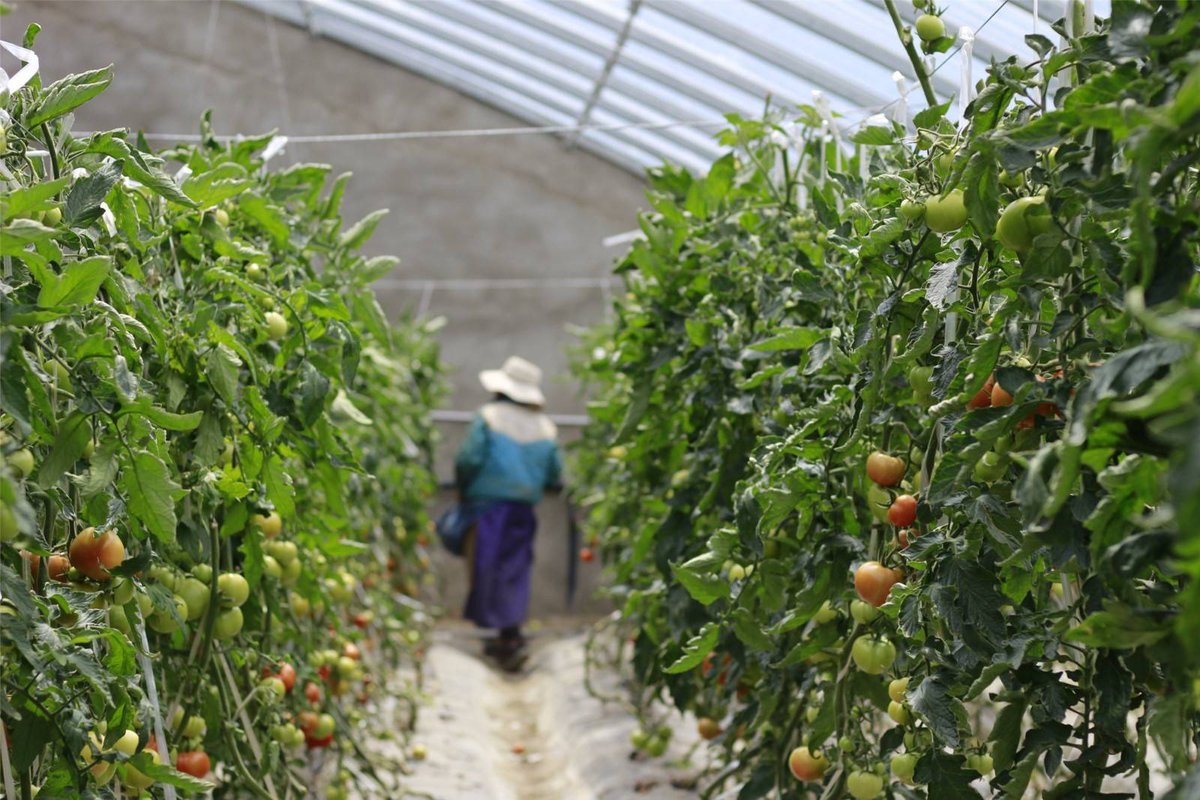 b_ypierc_31_101's tweet photo. I strolled through a bright garden, my satin skirt dancing as a tomato vine I was watering suddenly made a playful bounce, making me let out a soft sigh of amusement! https://t.co/xB8h3CraW1