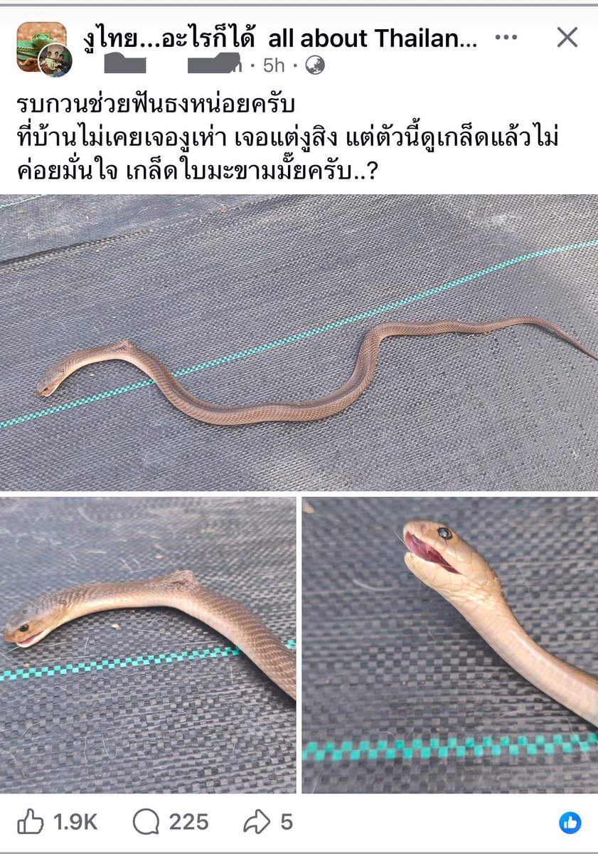 Aleczan's tweet photo. เอ็นดูคอมเมนต์ในกลุ่มงูไทย 🤣

เวลามีคนมาถามว่างูอะไร ใครเชี่ยวชาญก็ตอบไป แต่มือใหม่หัดจำแนกงูก็จะเข้ามาฝึกสายตา ฝึกความจำ แอบตอบในใจแล้วเลื่อนลงไปอ่านเฉลยกัน

ใครทายผิดจากงูพิษเป็นงูไม่มีพิษก็สอบตก ตุยทิพย์ 🤣 จองศาลา จับกลุ่มสวดหมู่แล้วเผารวมได้เลย (ฉันก็อยู่ในกองนี้เช่นกัน) https://t.co/aHDLE69WrG