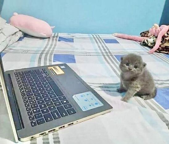 Keoohate's tweet photo. foto mía real tuiteando que me quiero matar https://t.co/atyuulEVC5