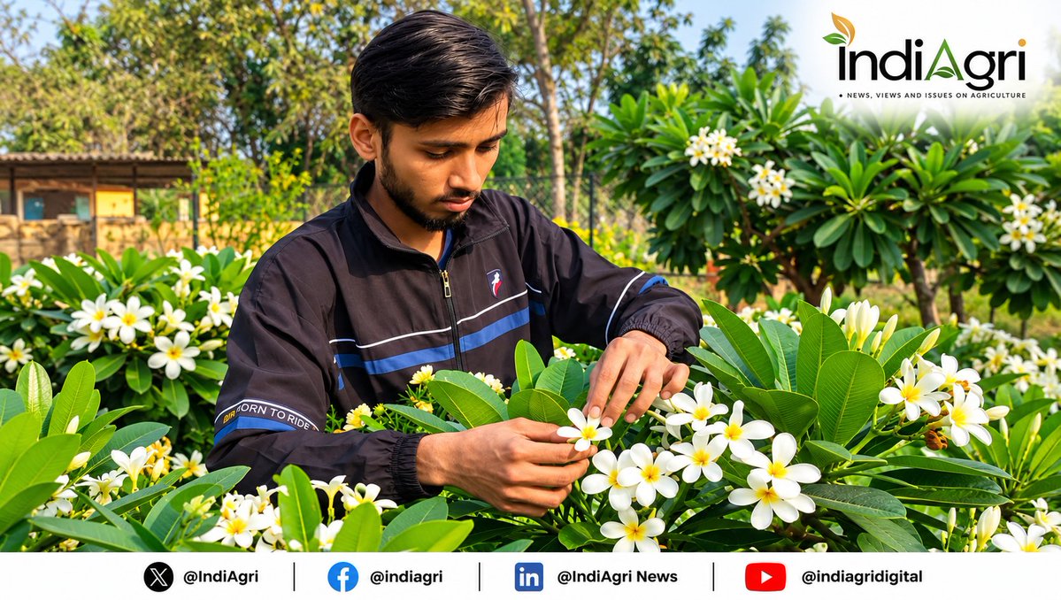 Indiagri's tweet photo. From temple gardens to modern floriculture, #plumeria is gaining attention for its ornamental, cultural and commercial potential. 

Researchers from Acharya Narendra Deva University of Agriculture & Technology are exploring the possibilities of this fragrant flowering plant.

Read more:
https://t.co/E4NTSrsU1k

#Floriculture #Horticulture #FlowerFarming #IndiAgri

@icarindia @AgriGoI @UPGovt @uphorticulture @ANDUAT1