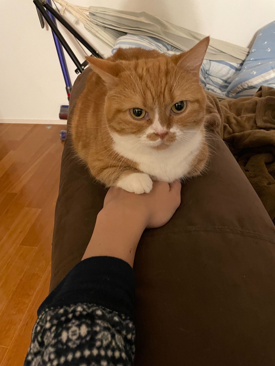 neko_mks's tweet photo. 皆様、おはようございます🐈

今日9月29日は（9＝く、29＝ふく）「来る福」の語呂合わせで #招き猫の日 だそうです。

福を招く、招きねこ事務局長を置いておきますね

＃企業公式相互フォロー
＃企業公式つぶやき部
＃猫 https://t.co/Di37z7OBqy