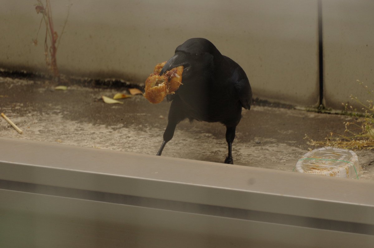 taramopicture's tweet photo. 2026/05/23
東京競馬場でたくましく生きるカラス https://t.co/CpUsJqf443