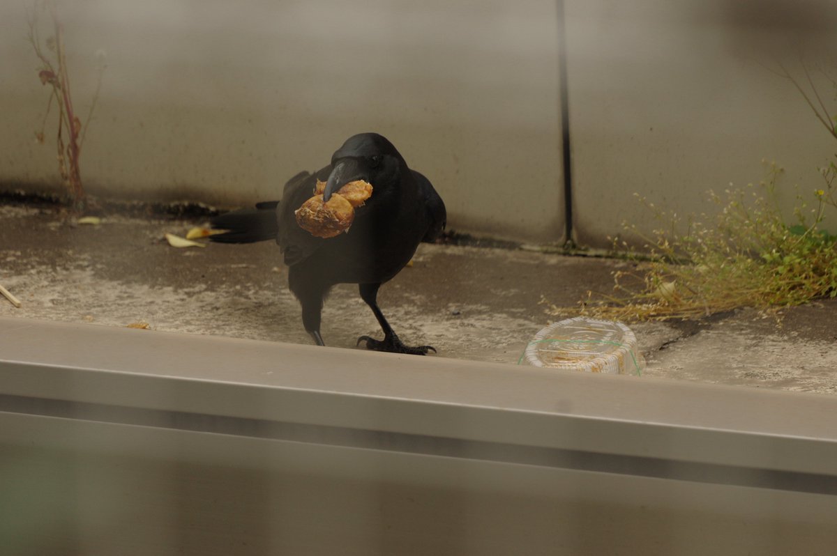 taramopicture's tweet photo. 2026/05/23
東京競馬場でたくましく生きるカラス https://t.co/CpUsJqf443