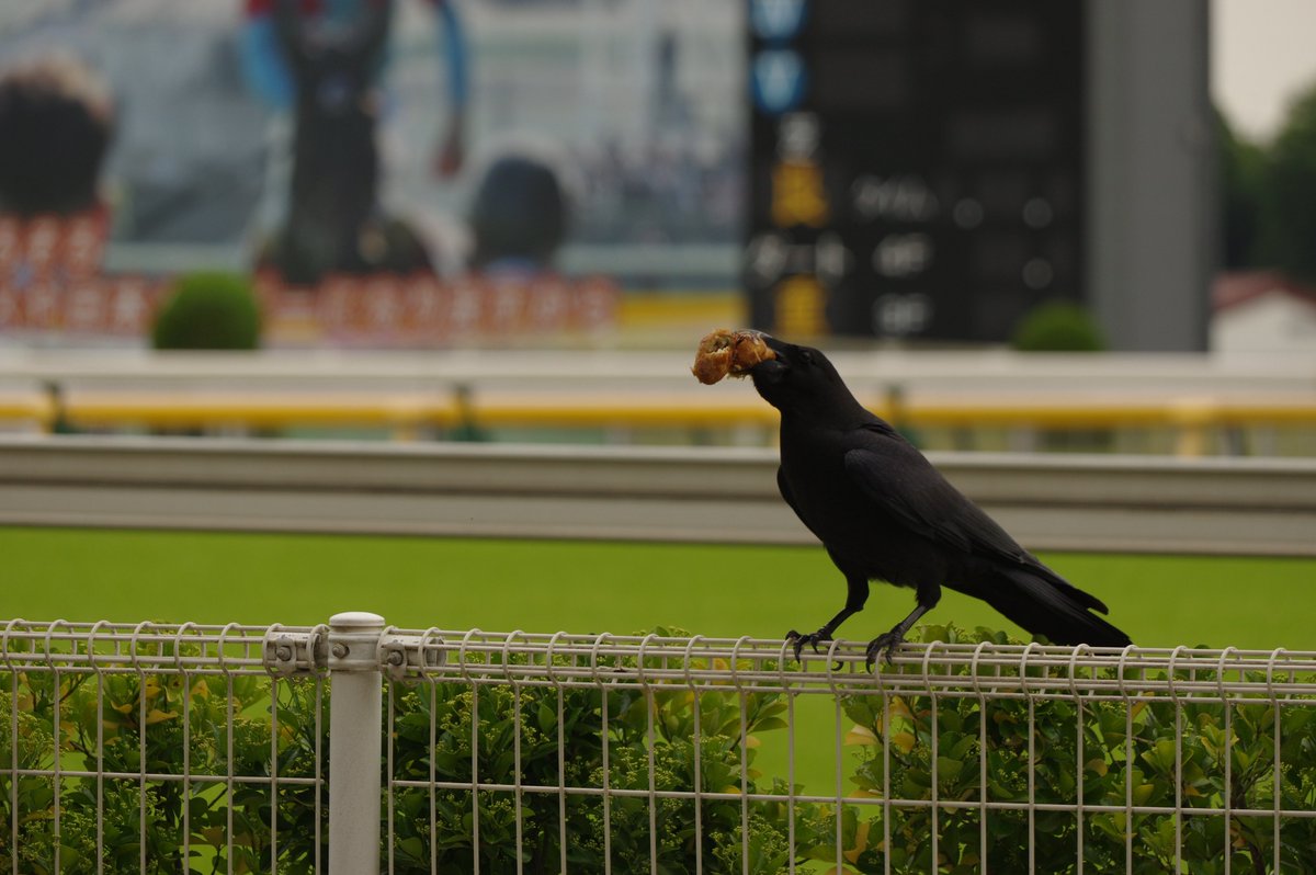 taramopicture's tweet photo. 2026/05/23
東京競馬場でたくましく生きるカラス https://t.co/CpUsJqf443