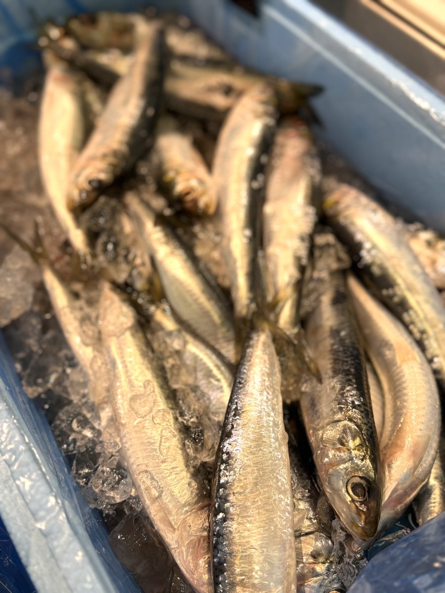 13_morinaga's tweet photo. 本日火曜日の「火曜デー」おすすめ鮮魚！🐟🔥

唐津より直送！ピチピチ新鮮なあじが1尾158円！
お刺身、塩焼き、お煮付けにも最高です✨   
さらにいわしも1尾100円と超お買い得！   
今夜のおかずは新鮮なお魚で決まりっ🙌
ぜひお早めにお立ち寄りください！

#鮮魚 
#スーパー 
#モリナガ
#佐賀 https://t.co/NrvXbXLPDw