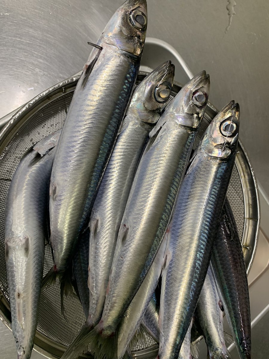 skanayaneko's tweet photo. お魚の名前分かるかな❓ https://t.co/56ilkc6mT7