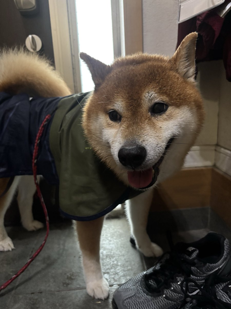 kotaro_chang's tweet photo. ずーっと雨続きなせいで、だんだん室内干しした洗濯物の匂いになってきている犬 https://t.co/RVj28d4vri