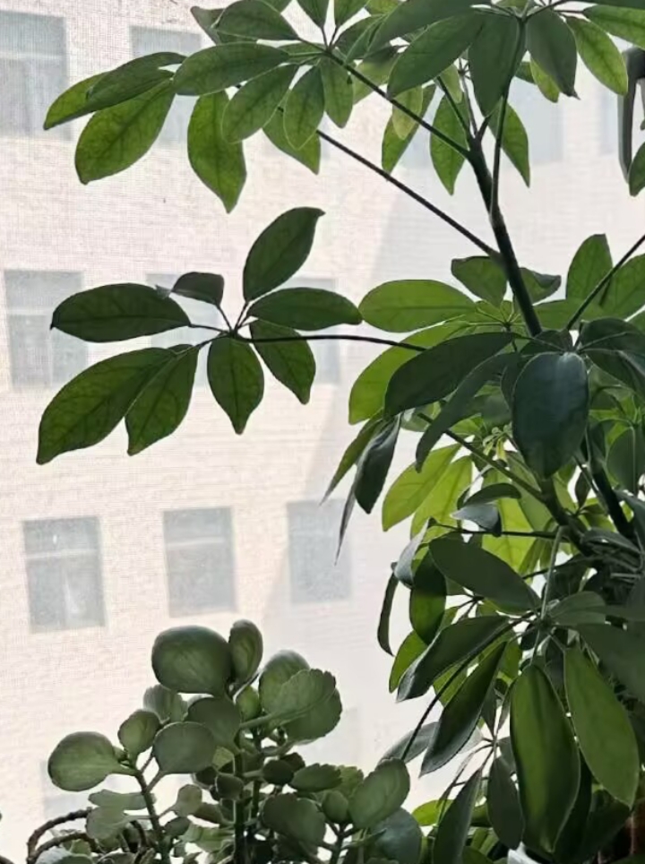 fade_meteo6_294's tweet photo. Hey everyone! Did you know the 揭悄亩徽菩, a lovely little plant, has unique healing properties https://t.co/rVV75HAQja