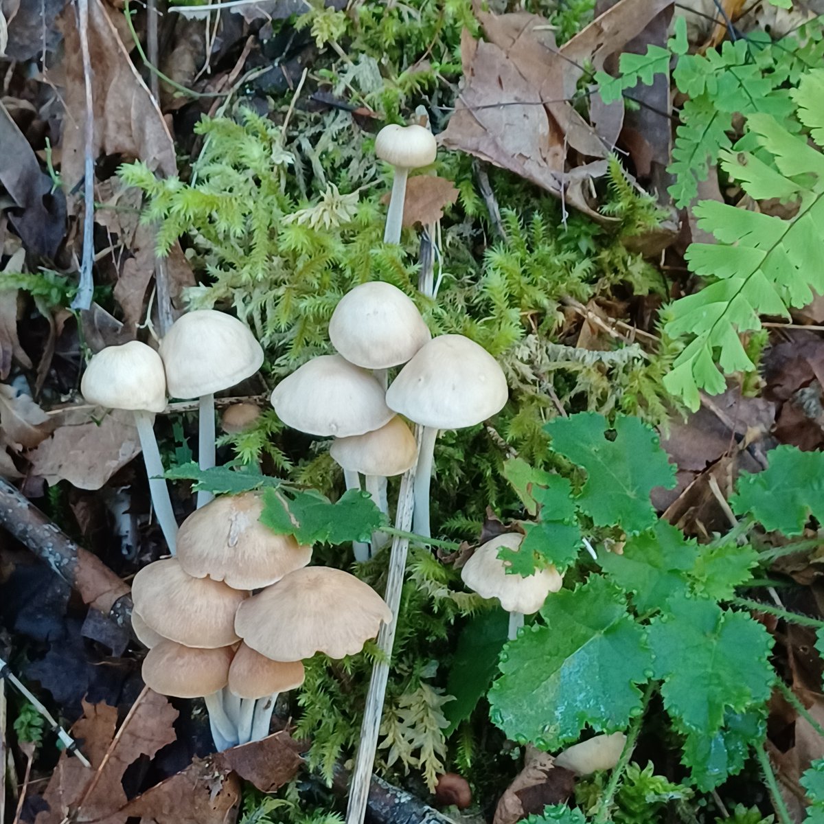 NWSeasons's tweet photo. Mushroom Monday  #getoutside #optoutside #pacificnorthwest #mushrooms https://t.co/XfwzTySfs8
