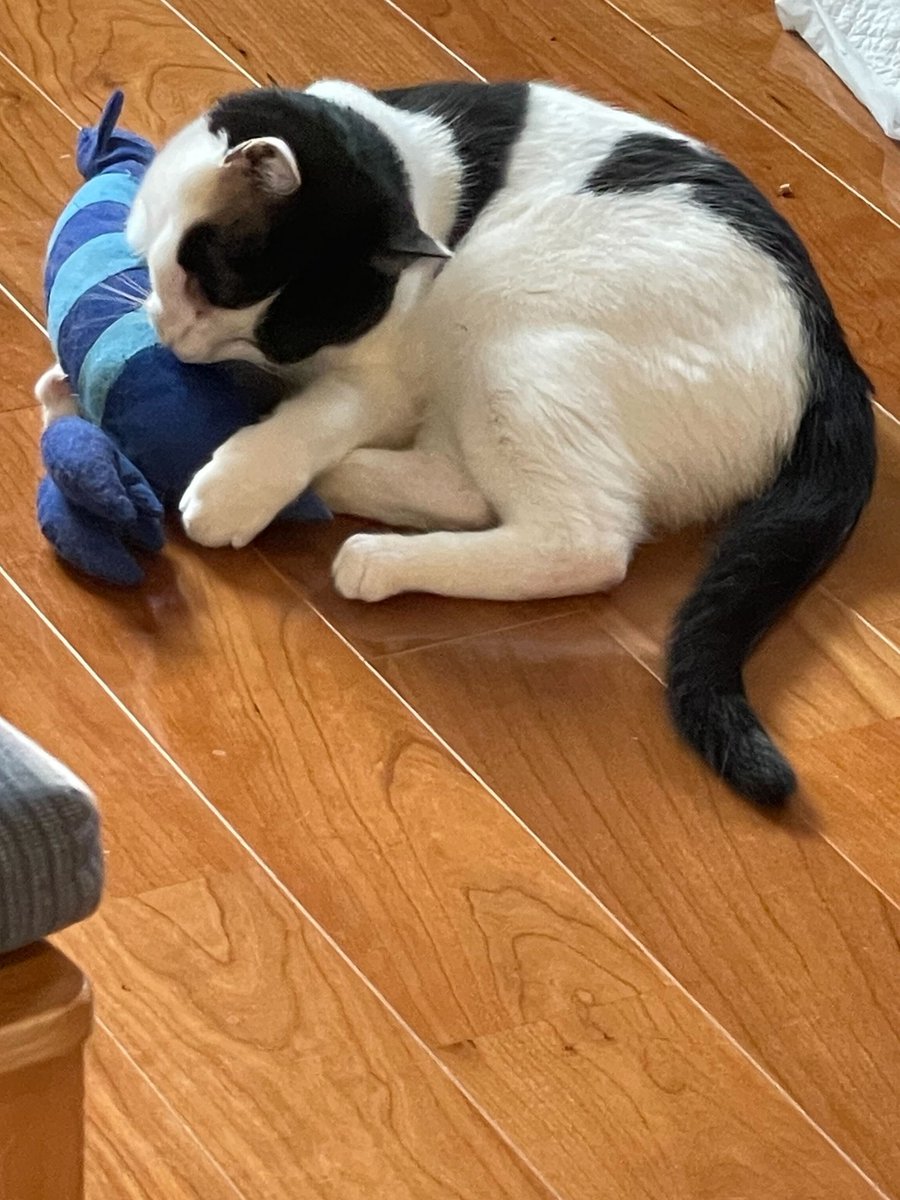 neko_mks's tweet photo. 皆さま、今日もお疲れ様でした🐈

今日から10��ですね。
気づけば今年ものこりあと3ヶ月！

忙しい毎日ですが、
1日1日を
楽しく、大切に過ごしたいですね🐟

＃企業公式つぶやき部
＃企業公式がお疲れ様を言い合う
＃企業公式相互フォロー
＃猫 https://t.co/TWLiwPCuFB