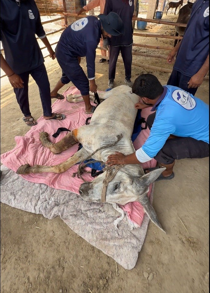 tawf_uk's tweet photo. And sometimes, they don’t reach us standing. 💔

When I show you their suffering, I’m not asking you simply to watch it. I’m begging you to help me change it.

Drop one ❤️. Make one click on SHARE/REPOST. Such a tiny act from you could help change their life before they ever reach this stage.

Many working donkeys reach us only when their exhausted bodies simply cannot carry them anymore—collapsed, broken and needing several people just to lift and treat them.

Please help our Second Chance for Working Donkeys reach more people. The next person who sees your share could be the helping hand that retires one of them before it is too late.

https://t.co/oXSr4wVrKD