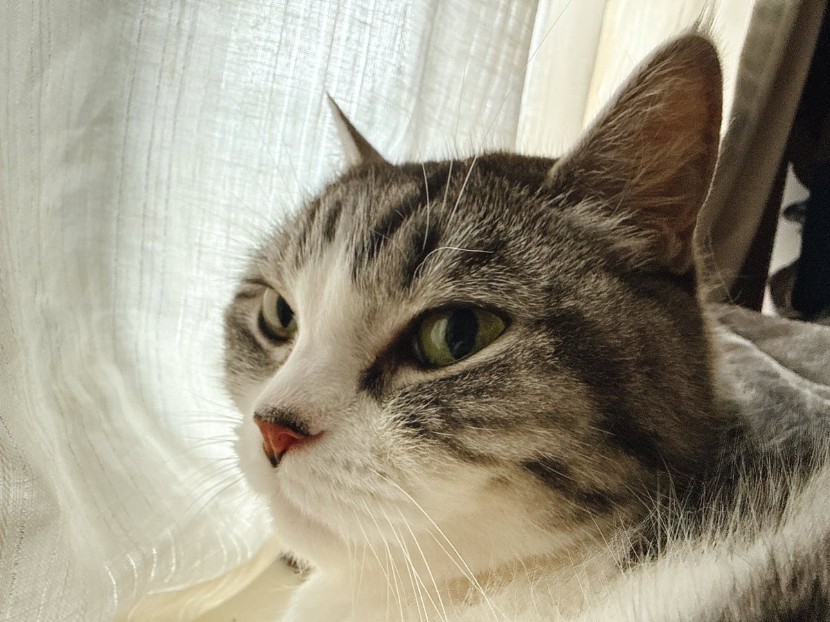 eoheoh_out's tweet photo. 今日のねこ https://t.co/JVgQBz8JDp